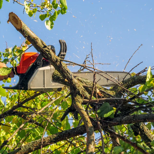 Tree Services